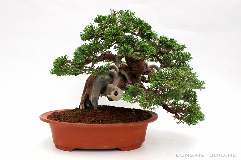 juniperus chinensis itoigawa boroka bonsai alakitas